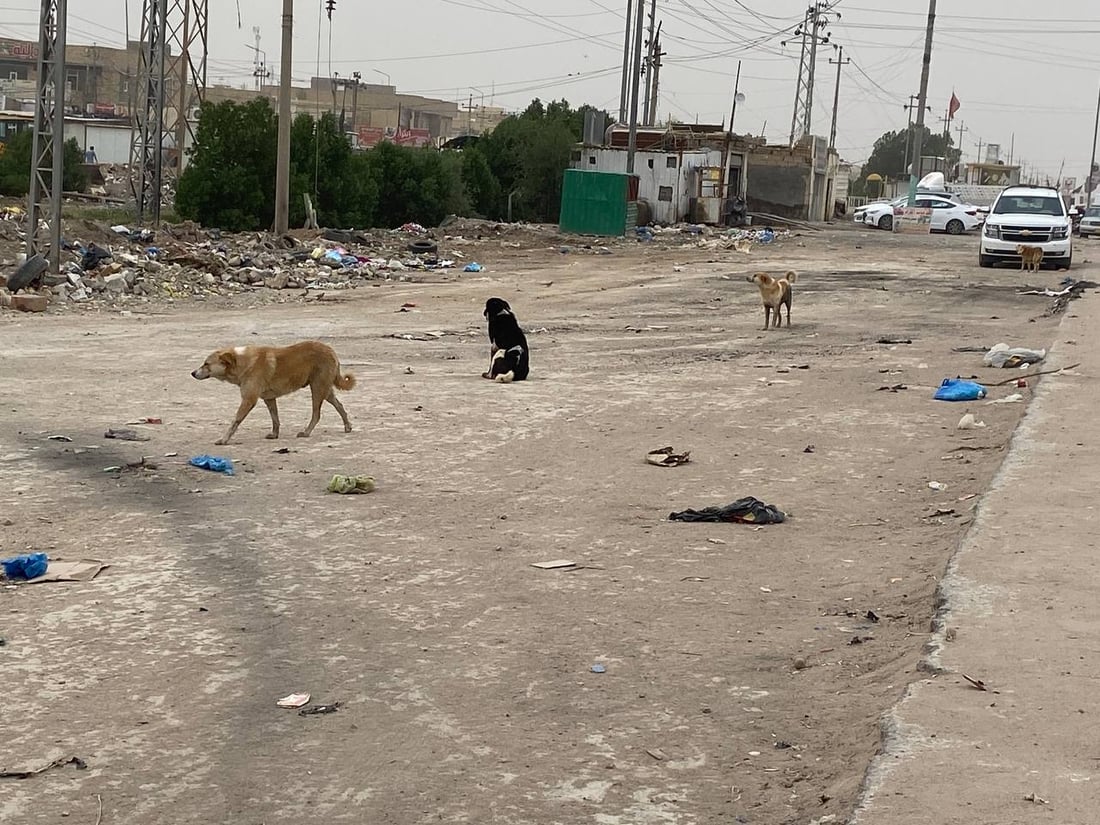 الناصرية ستقتل الكلاب أيضاً مثل الديوانية ولن تطبق تجارب بغداد وكركوك ودهوك