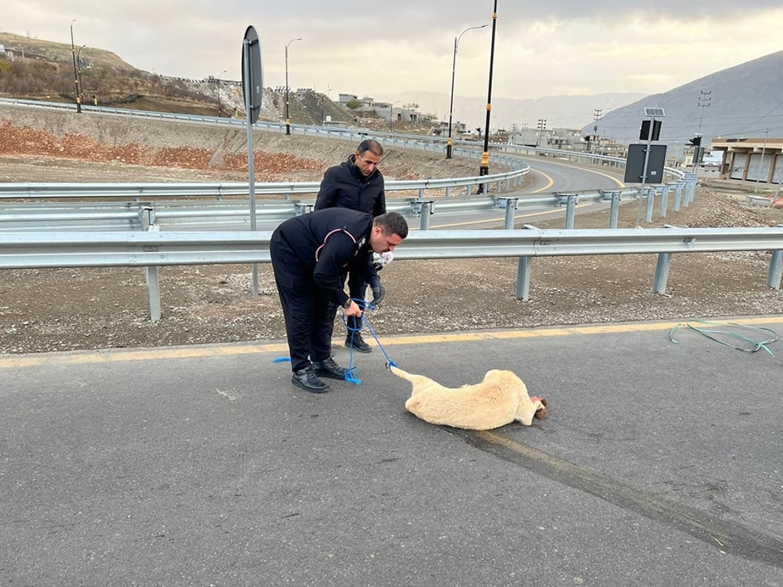 بەرگریی شارستانیی سۆران هەر مرۆڤەکان رزگار ناکات؛ بەهانای ئاژەڵەکانیشەوە دەچن
