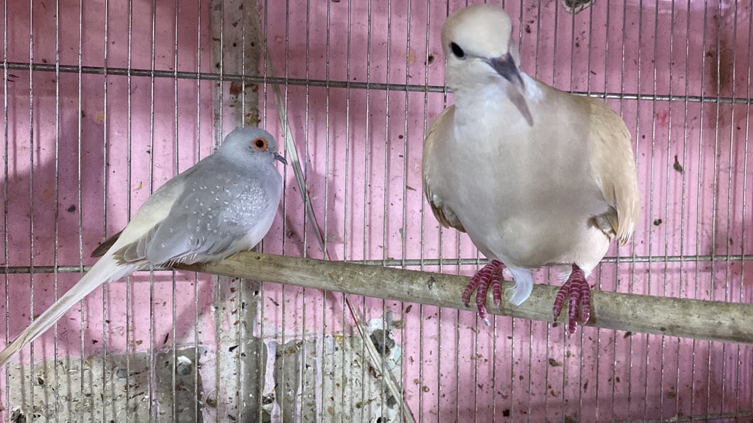 الناصرية: “الحمام الملكي” يمتع عشاق الطيور.. جميل ويطرد “الأرواح الشريرة” (صور)