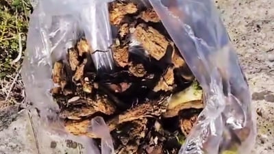 ره‌گى كه‌نگر له‌ بازاڕ كۆده‌كاته‌وه‌ و له‌ چیاى ده‌یانچێنێته‌وه‌