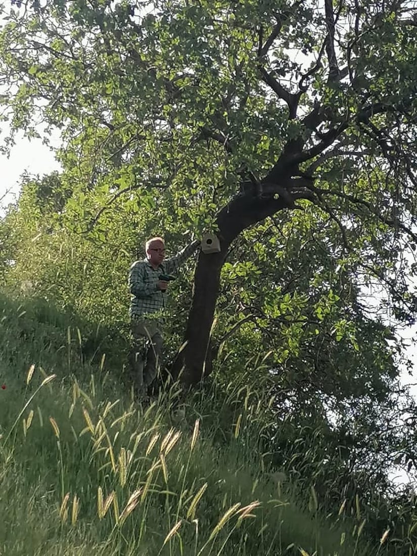 له‌ شه‌قڵاوه‌ هێلانه‌ى ده‌ستكرد بۆ باڵنده‌كان كێوییه‌كان دروست ده‌كرێت