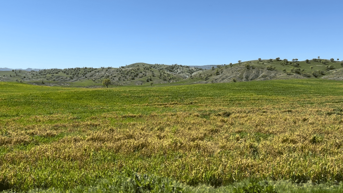 جوتیارانی راپەڕین ترسیان هەیە بێ بەرهەمی گەنم بن