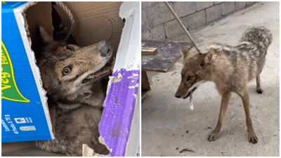 چەقەڵێک لەناو قوتابخانەیەکی هەولێر گیرا