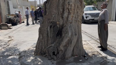 پڕۆژەیەكی ژینگەیی دارە بەتەمەنەكانی كوردستان دەپارێزێت