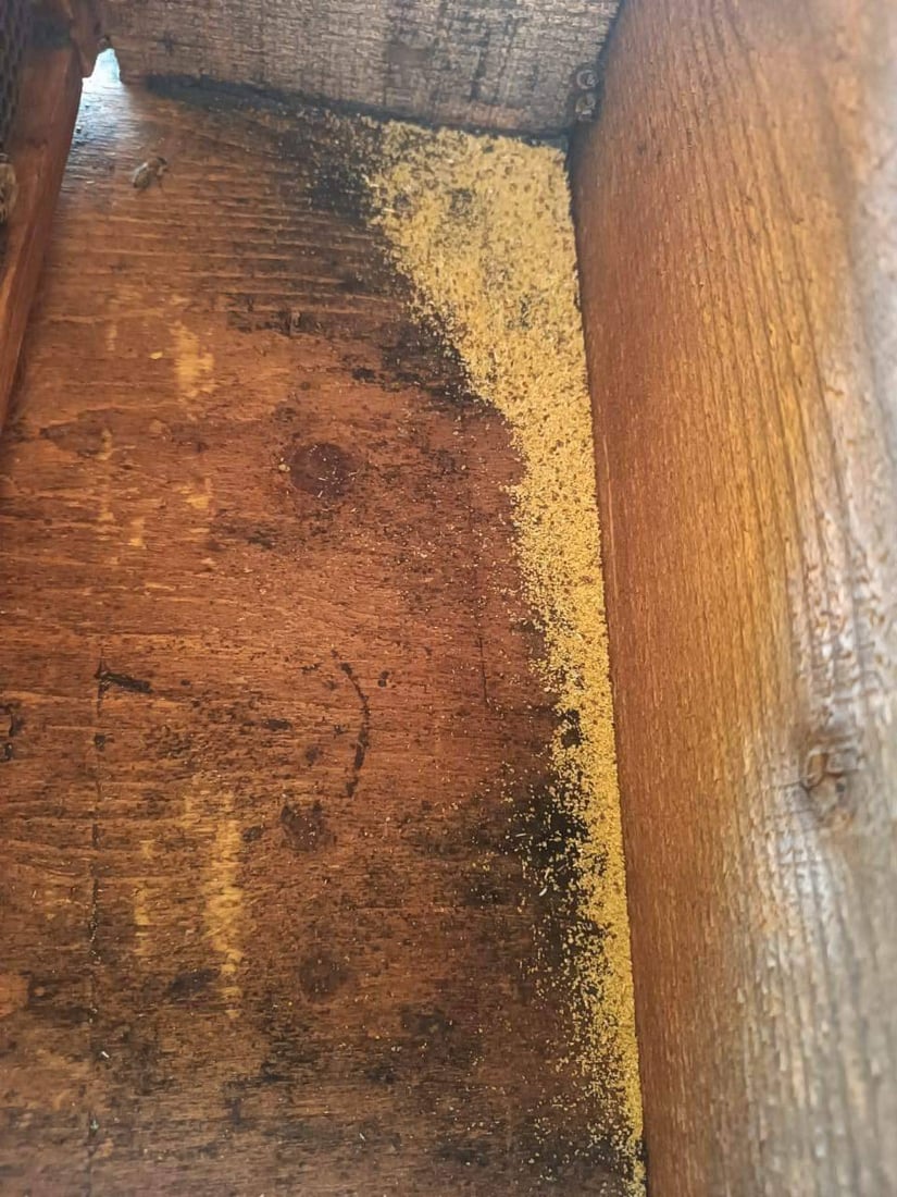 مێشهەنگەکانی ئاکرێ لەباڵ کەوتوون