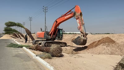 شاهد: هكذا تزرع سفوان النخيل من حدود الكويت حتى جبل سنام