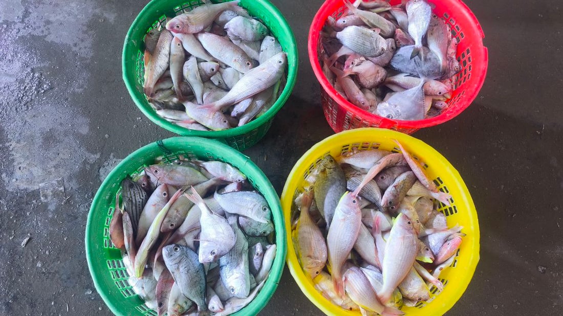 صور من مرسى الفاو: البحارة عادوا بأطنان من البياح والنويبي والروبيان