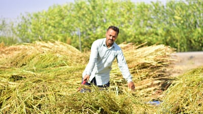 صور: السليمانية زرعت السمسم بكثرة ثم انخفضت الأسعار!