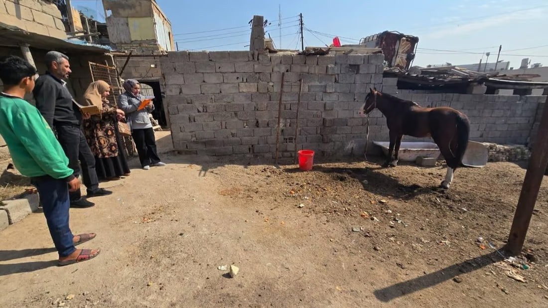 Basra equestrian committee aims to lift international ban