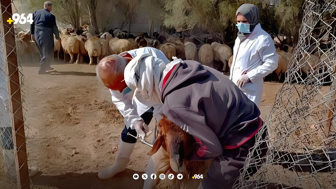 دەرزی دژە نەخۆشی لە ئاژەڵ و پەلەوەرەکانی خورماتوو دەدرێت