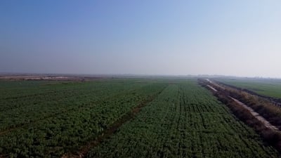 Maysan farmers hail Spanish broad beans thriving in climate challenges