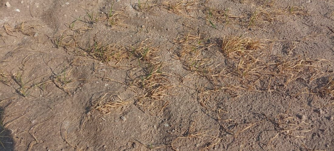 العطش يقضي على 100 دونم من مزارع السماوة.. 18 يوماً بلا كهرباء (صور)