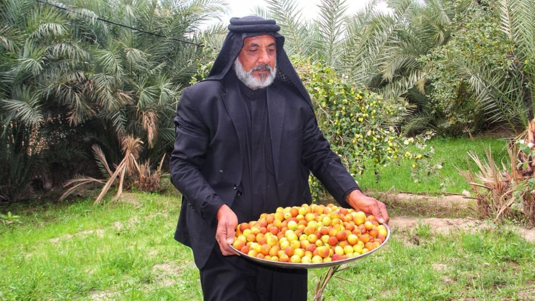 صور تشم رائحتها.. كل أنواع النبك توفرت في سوق الشيوخ و”التفاحي” مطلوب
