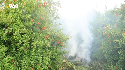 جووتیارێک بە دووکەڵ مێروولەی سەر دار هەنارەکانی لەناودەبات