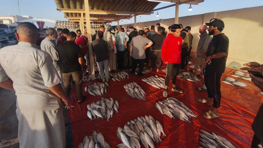 صور: عودة سمك الداكوك إلى أسواق الفاو بكمية 500 كغم.. الكيلو بـ 13 ألف دينار