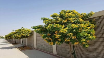 رێکخراوێک داوای رواندنی درەختی ئەکاسیا دەکات