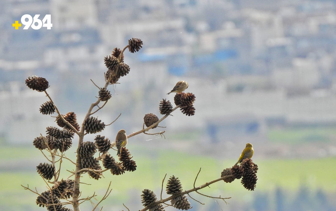 باڵنده‌ كۆچه‌رییه‌كان لە هه‌رێمی كوردستانه‌وه‌ ده‌چنه‌ ناوچه‌ سارده‌كان