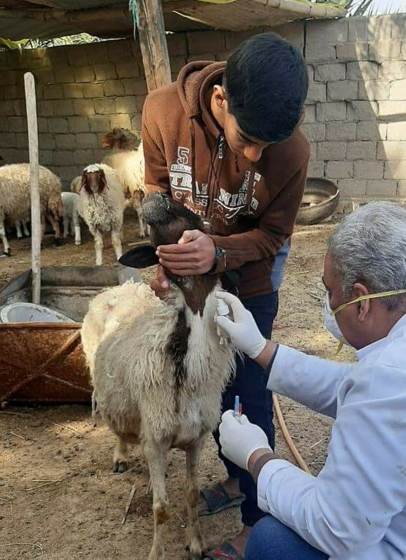 صور: الفرق الطبية في المثنى تفحص المواشي للكشف المبكر عن الحمى النزفية