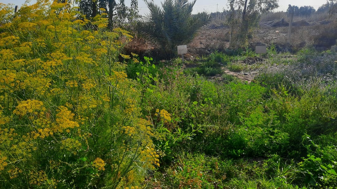 كربلاء جربت زراعة 8 نباتات لأول مرة.. نصفها نجح وبانتظار تعميم التجربة (صور)