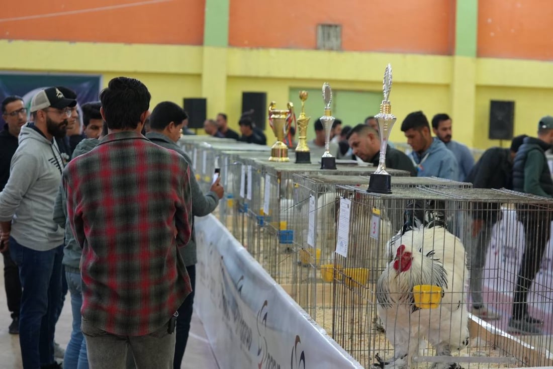 صور: دجاجة بصراوية وديك أربيلي أجمل طيرين في العراق.. مسابقة بإشراف تركي