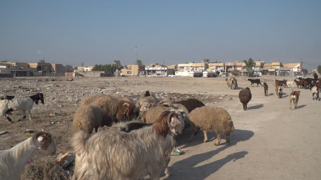 الحلة تسبق الأضحى بحملة على “جوبات” الأغنام.. خطة لمنع الرعي والجزر العشوائي