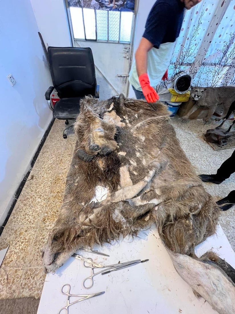 Balakayati bear preserved for display in Soran’s national park following shooting