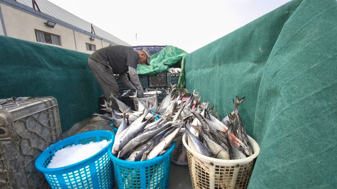 السبيطي والهامور وصلا مرسى النقعة.. قائمة بأسعار اليوم (صور)