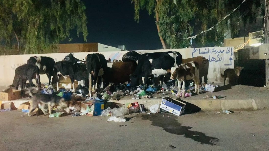 الخالص: أهالي “الزهراء” لا يتحملون أبقار “كشكين”.. تعبث بالنفايات وتخرب الحدائق