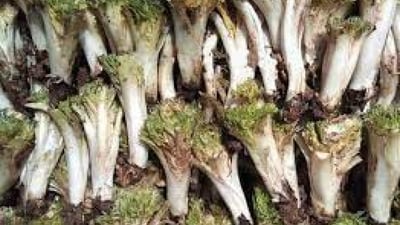 Environmental advocate in Pshdar replants uprooted gundelia  