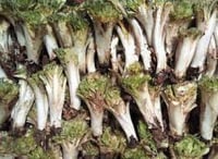 Environmental advocate in Pshdar replants uprooted gundelia  