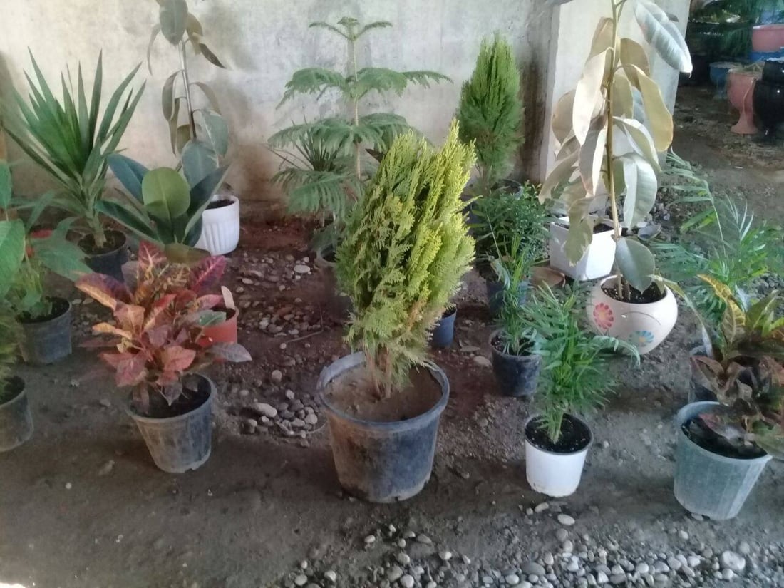 صور: بائع زهور يحوّل مدرسة في آلتون كوبري إلى مشتل.. ”مهجورة منذ 12 عاماً“