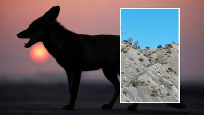 گەلەگورگ  لە گوندێکی ناحیەی بەمۆ بەبێ زیان گەیاندن بیندران و تێپەڕین