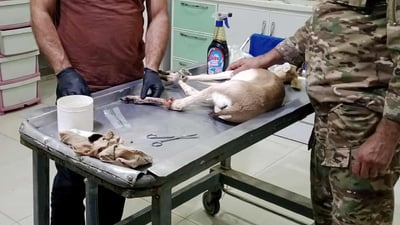 له‌ گه‌رمیان به ‌دواى سه‌رپێچیكارێكدا ده‌گه‌ڕێن ئاسكێكی بریندار كردووه‌