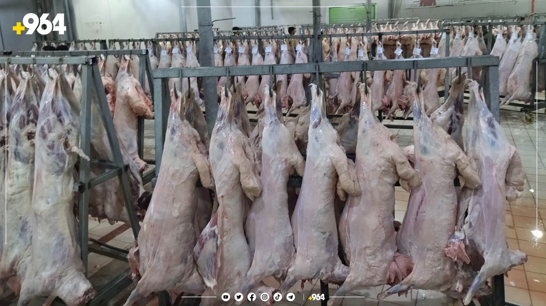 گەرمیان.. بە 8 رۆژ 4 هەزار ئاژەڵ سەربڕاوە