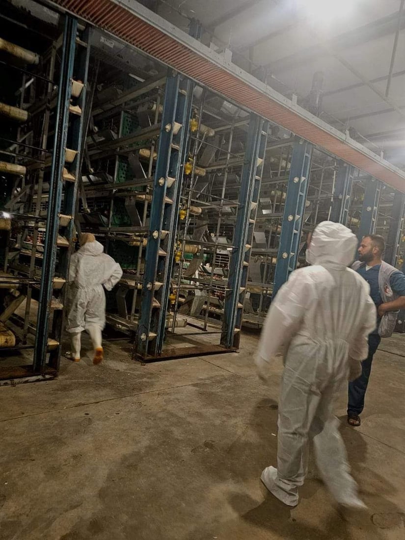 پەلەوەر و باڵندەکانی دوزخورماتوو دەکوترێن