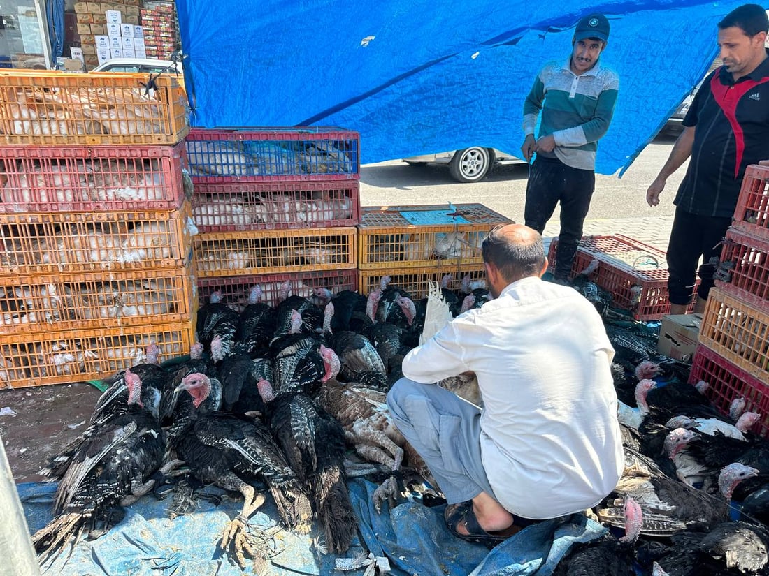 دجاج العرب ضد طيور الدواجن في الكوت.. “تحالف مؤقت” يوصل منتج الريف حتى البصرة