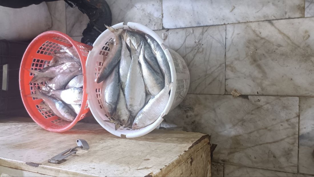 صور: عواصف “البارح” انتهت والأسماك عادت إلى الفاو.. 500 كغم زبيدي