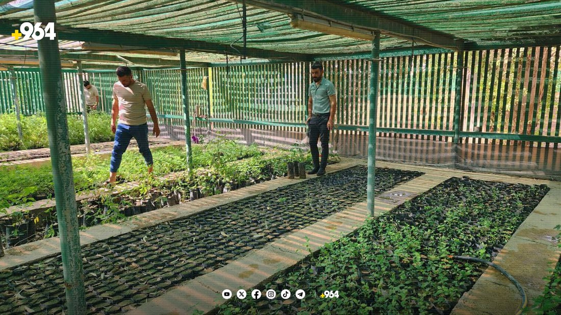 کشتوکاڵی کەرکوک ده‌یه‌وێت رێژه‌ى سه‌وزایی شاره‌كه‌ى زیادبكات