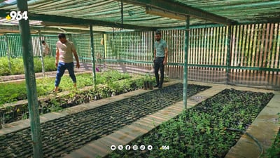 کشتوکاڵی کەرکوک ده‌یه‌وێت رێژه‌ى سه‌وزایی شاره‌كه‌ى زیادبكات