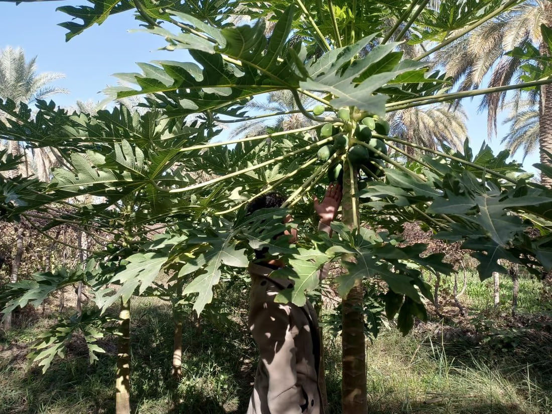 Iraqi farmer successfully grows Thai papaya trees in Babil