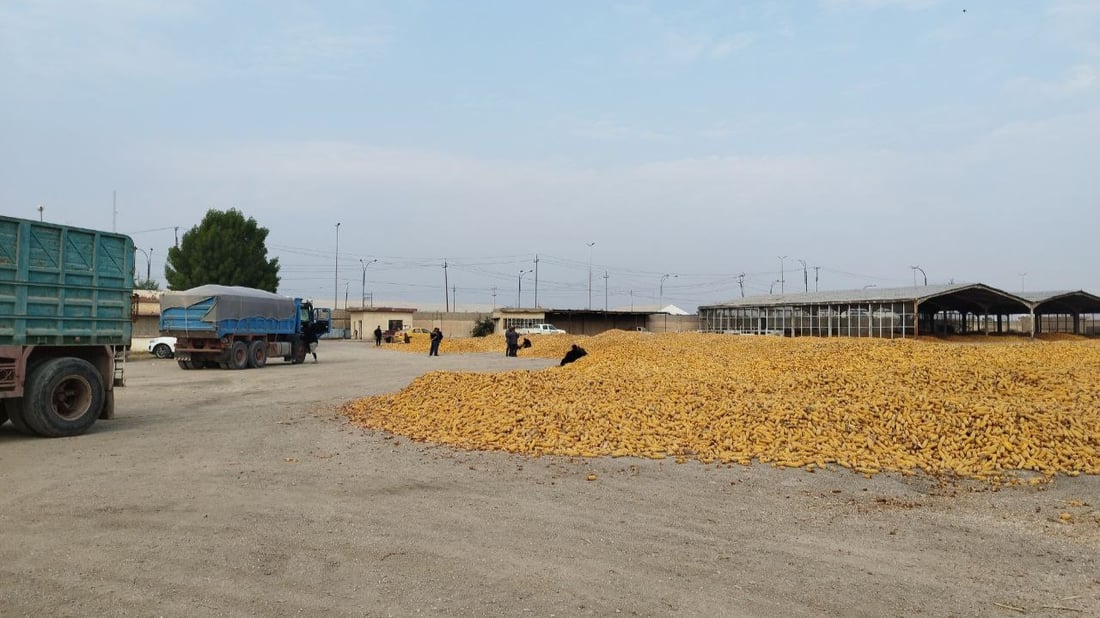 بابل تشتري الذرة من 3 محافظات و”تعجز” عن استخدام محصولها المحلي