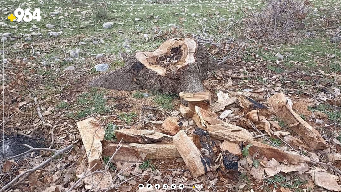 لە سنووری قەرەداغ چەند دارێک بڕدراونەوە
