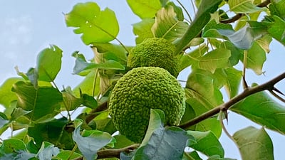 تووی کاڵەکی جۆرە توویەکی دەگمەنە و لە پشدەر بەرهەم هاتووە