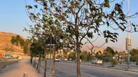 تقاوم الصواعق والعواصف.. السليمانية تغرس أشجاراً عمرها...