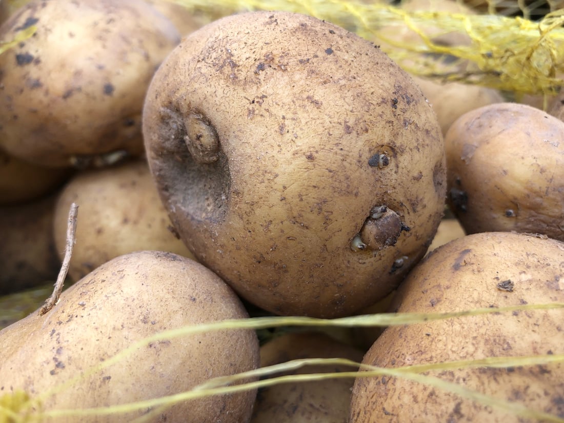 دوو تۆن و 700 کیلۆ پەتاتە و مۆز و قەیسی دەستیان بەسەرداگیرا