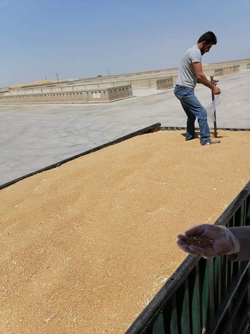 على بركة الله وبحضور الشرطة.. سايلو ربيعة بدء بشراء الحنطة وأول مزارع “قبض الصك”