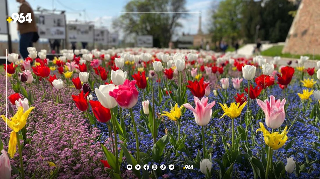 کونسوڵخانەی هۆڵەندا لە هەولێر: %80ی گوڵی تولیپی هەموو جیهان لای ئێمەیە