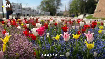 کونسوڵخانەی هۆڵەندا لە هەولێر: %80ی گوڵی تولیپی هەموو جیهان لای ئێمەیە