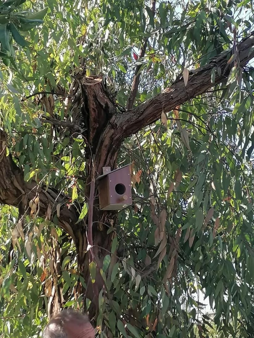 له‌ شه‌قڵاوه‌ هێلانه‌ى ده‌ستكرد بۆ باڵنده‌كان كێوییه‌كان دروست ده‌كرێت