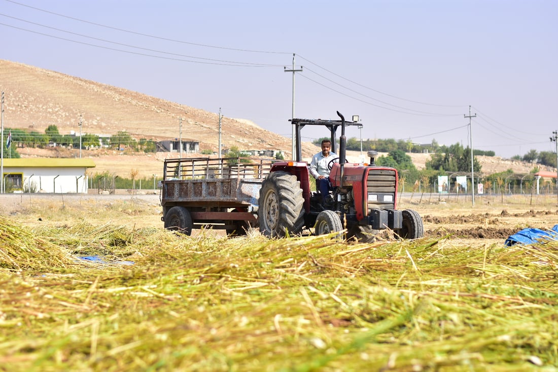 Sesame harvest begins in Mwan village despite irrigation challenges